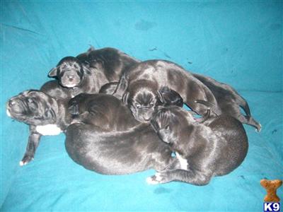 Puppies in TN